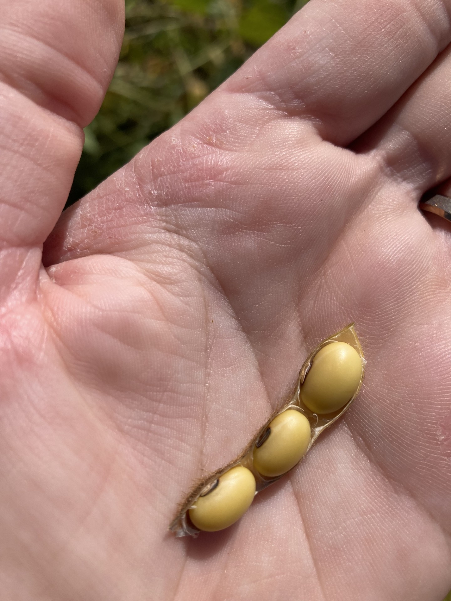 Soybean seeds in a seed pod.